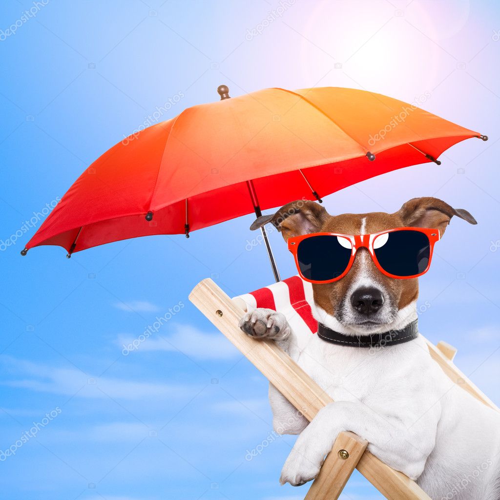 depositphotos_10032481-stock-photo-dog-sunbathing-on-a-deck.jpg