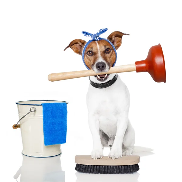 Limpeza cão — Fotografia de Stock