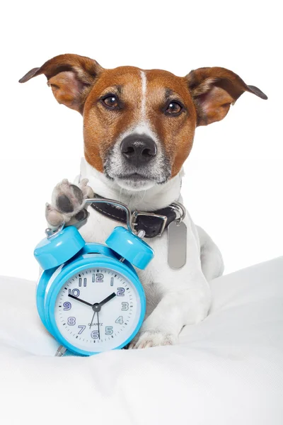 stock image Dog sleeping with alarm clock and sleeping mask