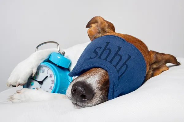 Cão dormindo com despertador e máscara de dormir — Fotografia de Stock