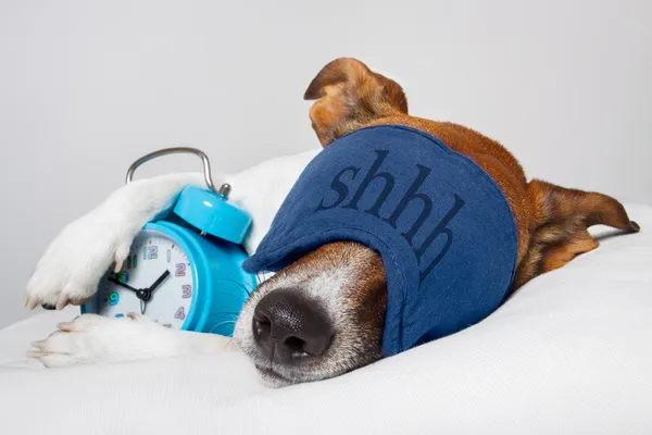 Hond slapen met alarmklok en slapen masker Stockafbeelding