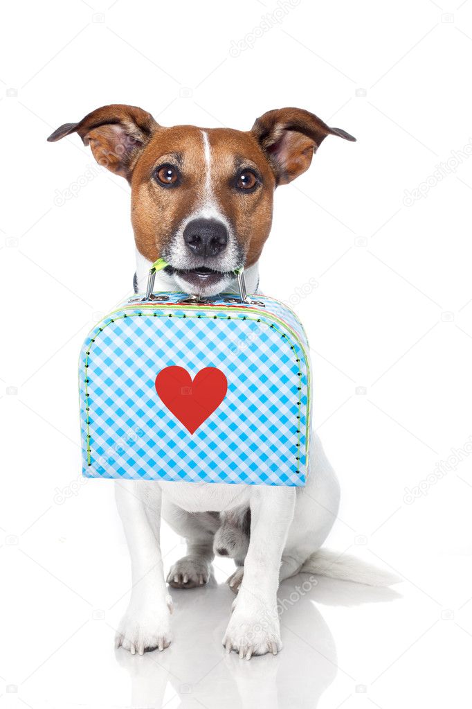 Dog with a small luggage with a big heart