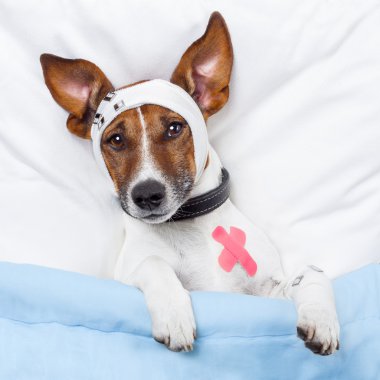 Sick dog with bandages lying on bed clipart