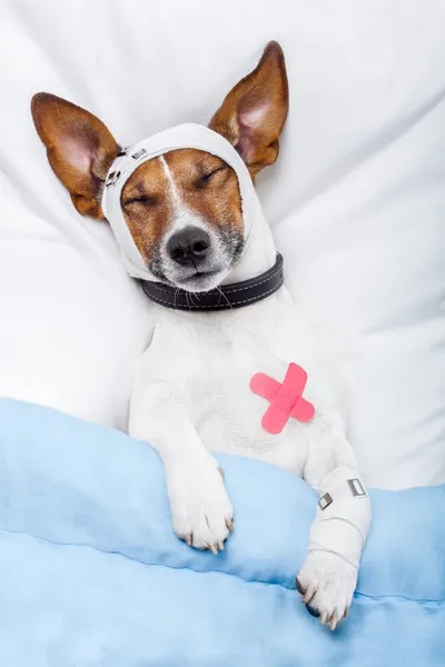 Kranker Hund mit Binden liegt auf Bett — Stockfoto