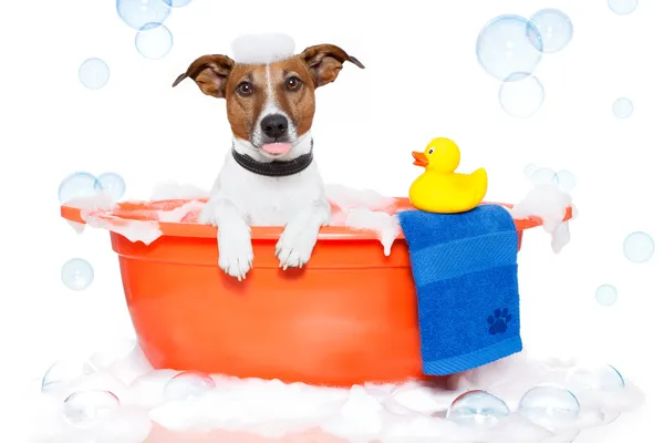 Собака принимает ванну в красочной ванне с пластиковой уткой — стоковое фото