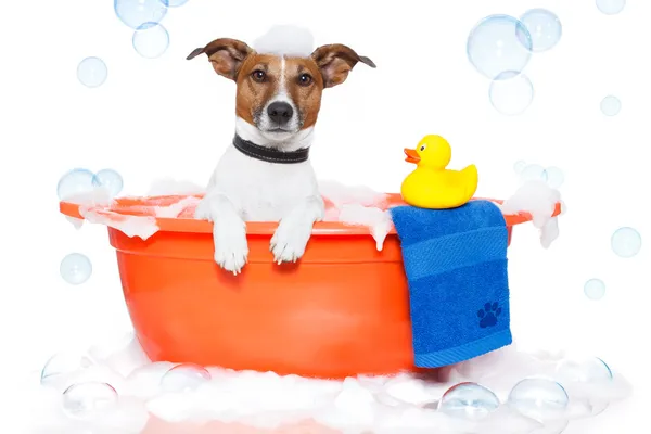 Hund badet in bunter Badewanne mit Plastikente — Stockfoto