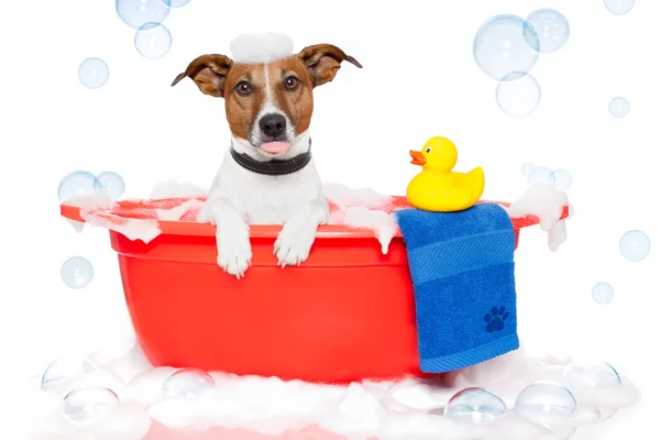 Cão tomando banho em uma banheira colorida com um pato de plástico — Fotografia de Stock