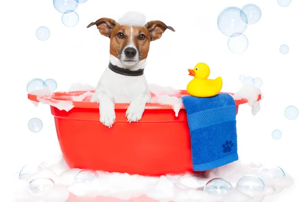 Hund badet in bunter Badewanne mit Plastikente — Stockfoto