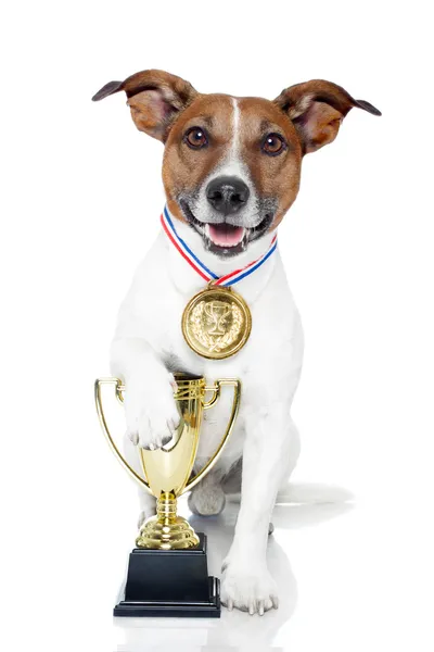 Cão vencedor — Fotografia de Stock