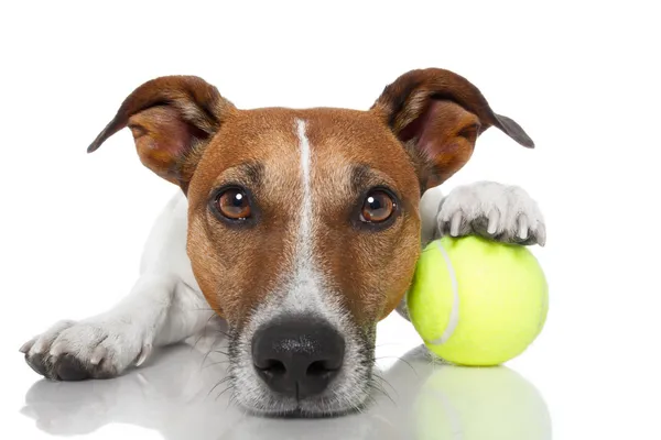 Σκύλος με μπάλα του τένις — Φωτογραφία Αρχείου