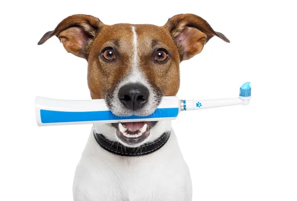 Dog with electric toothbrush — Stock Photo, Image