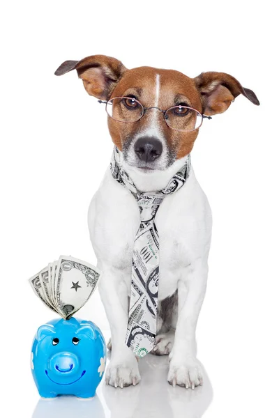 stock image Dog with piggy bank