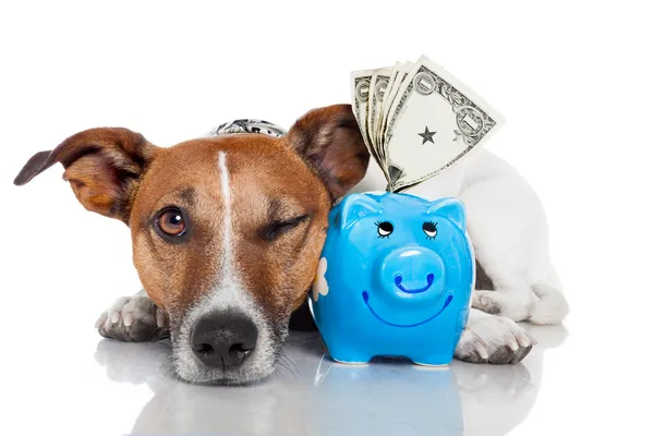 stock image Dog with piggy bank