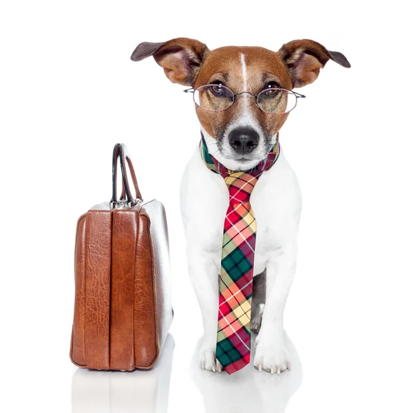 Собака с кожаной сумкой — стоковое фото
