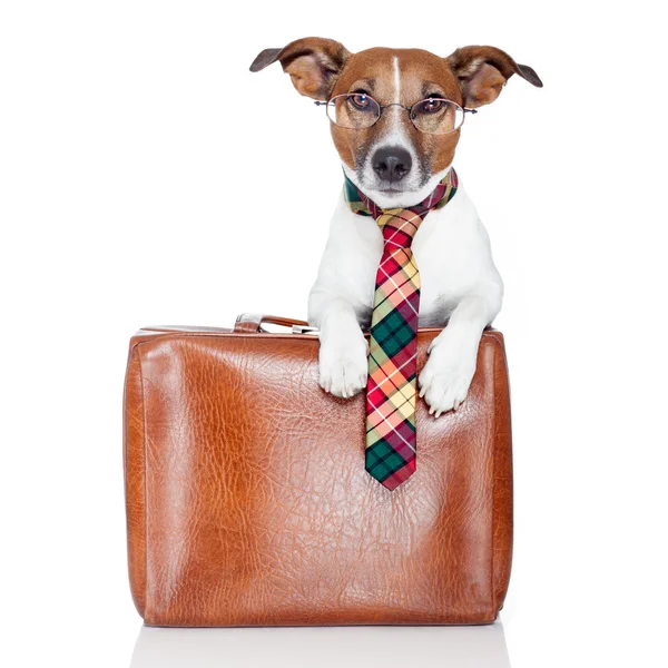 Собака с кожаной сумкой — стоковое фото