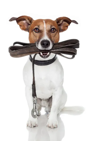 Dog with leather leash Royalty Free Stock Photos