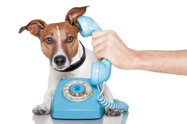 Dog on the phone with male hand — Stock Photo, Image