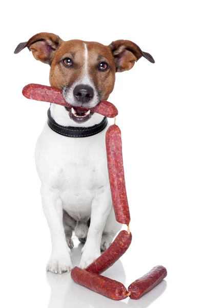 Hund mit Würstchen — Stockfoto