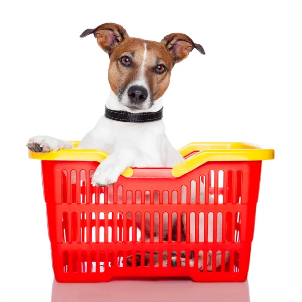 Pes v červené a žluté nákupní košík — Stock fotografie