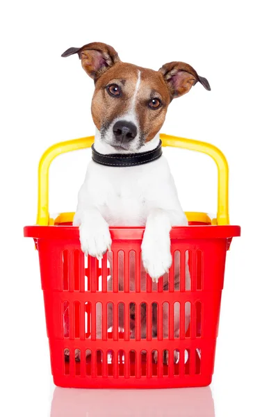 빨간색과 노란색 쇼핑 바구니에 개 — 스톡 사진