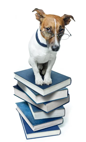Собака в книжном стопке — стоковое фото