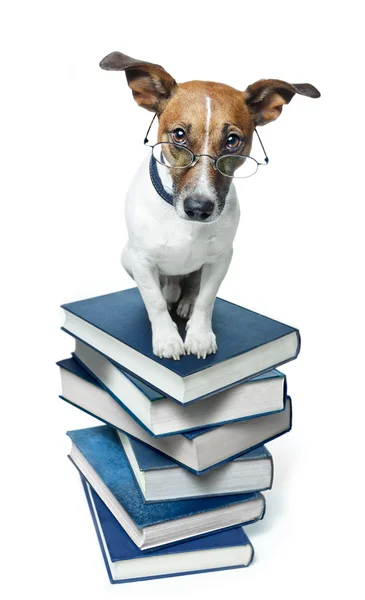 Hund auf Bücherstapel — Stockfoto