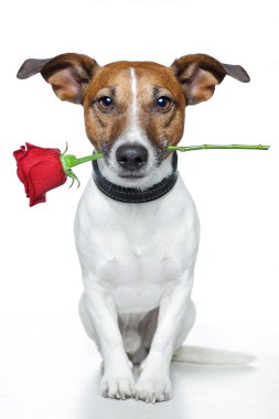 Valentine dog clipart