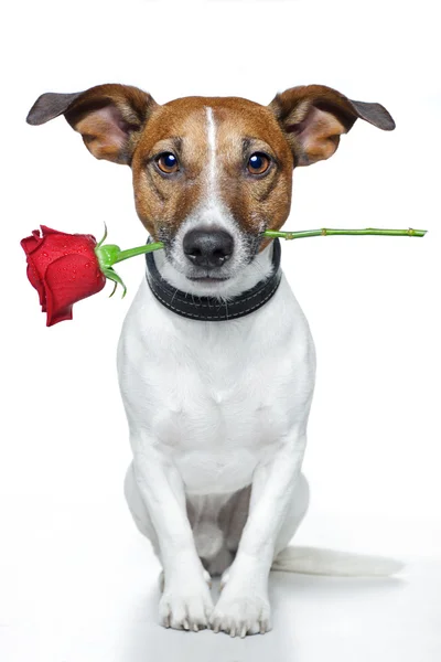 Valentine pes — Stock fotografie