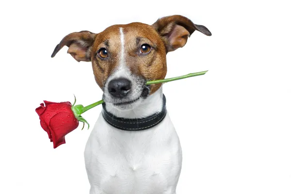Cão Valentine — Fotografia de Stock