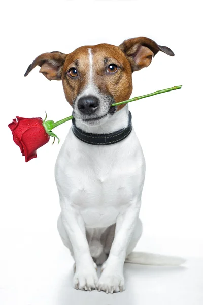 San Valentín perro — Foto de Stock