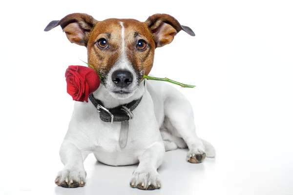 Valentine dog Stock Photo