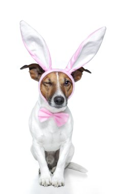 Dog as bunny clipart