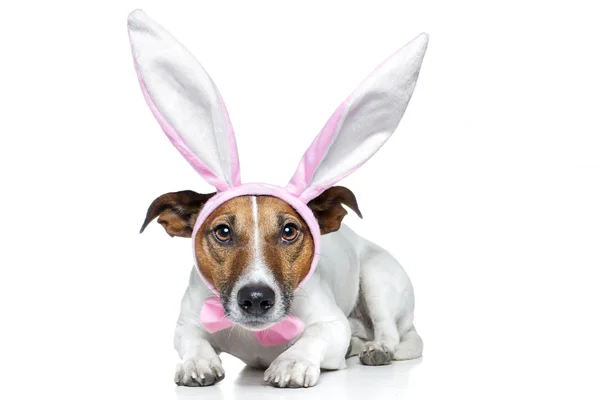 Dog as bunny — Stock Photo, Image