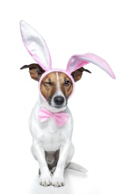 Dog as bunny clipart