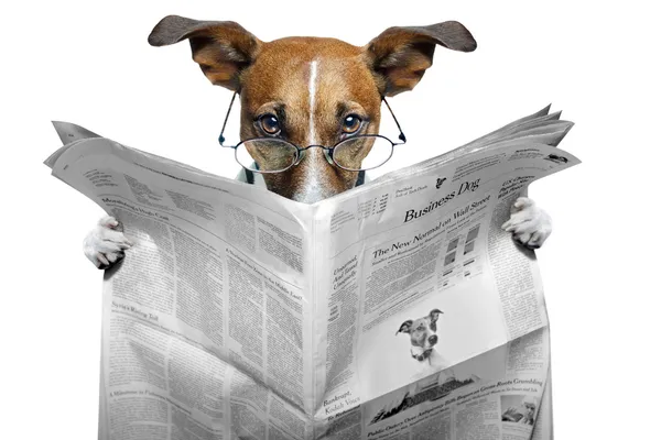 Pies czytanie gazety — Zdjęcie stockowe