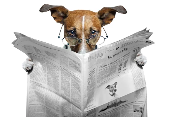 Hund liest Zeitung — Stockfoto