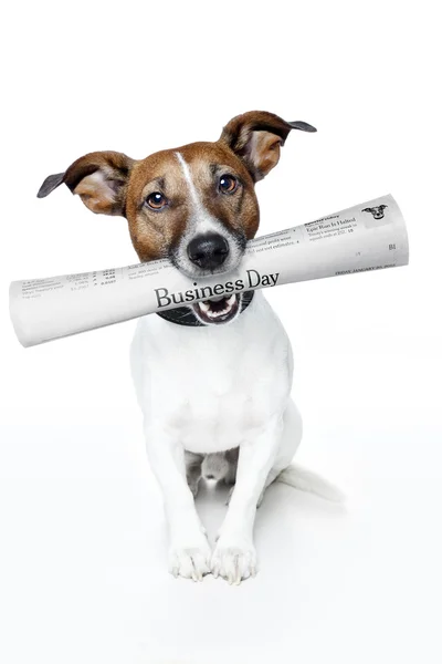 Perro sosteniendo un periódico — Foto de Stock