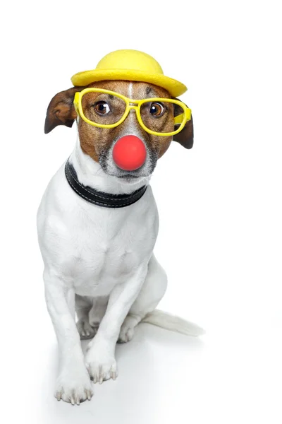 Собака с красным носом и желтой шляпой — стоковое фото
