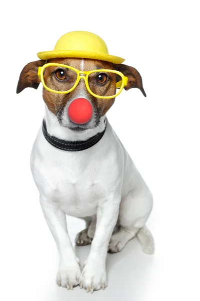 Cão com nariz vermelho e chapéu amarelo — Fotografia de Stock