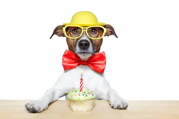 Σκυλί με cupcake — Φωτογραφία Αρχείου