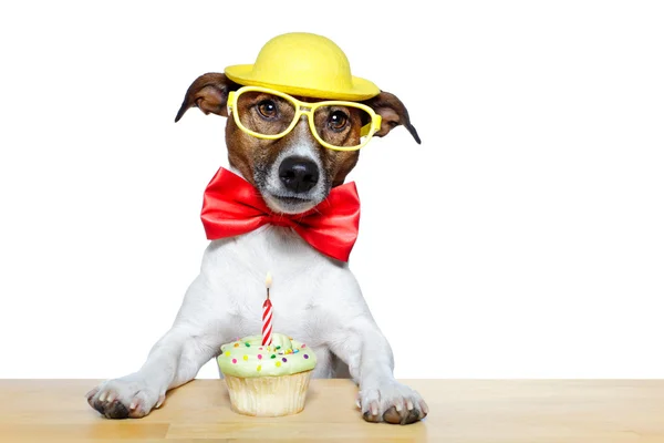 Dog with cupcake — Stock Photo, Image