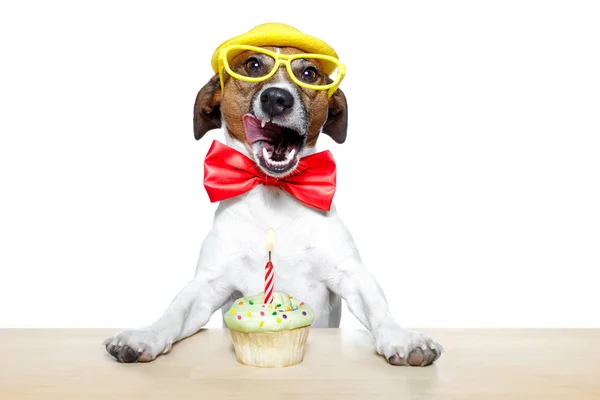 Hund med cupcake — Stockfoto