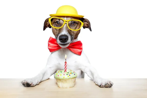 Cão com cupcake — Fotografia de Stock