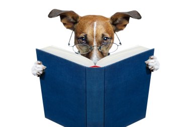 Dog reading