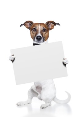 Beyaz tahta banner ile köpek