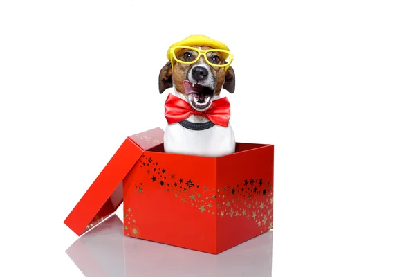 Cão caixa vermelha — Fotografia de Stock