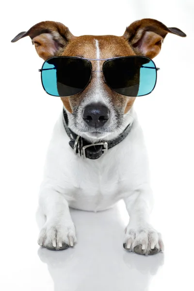Dog shades — Stock Photo, Image