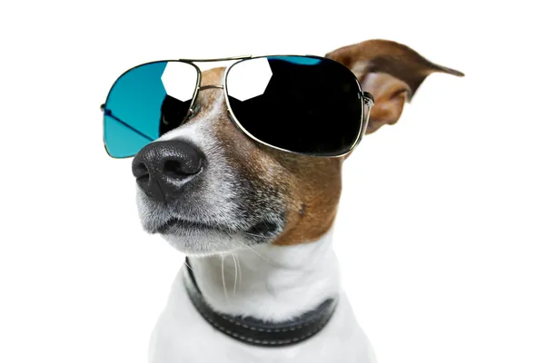 Dog shades — Stock Photo, Image