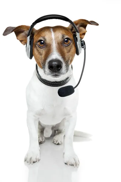 Perro, ¿cómo puedo ayudarte? — Foto de Stock