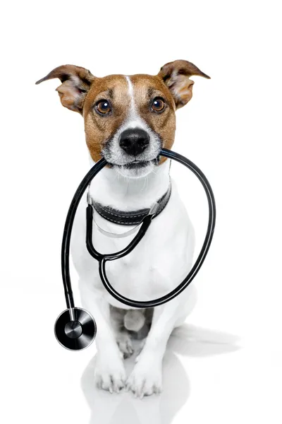 Perro como enfermera —  Fotos de Stock